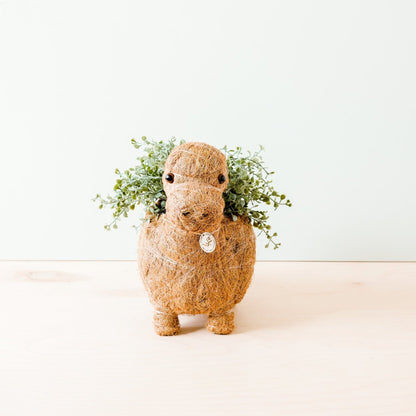 Coco Coir Animal Planter | Brontosaurus-LIKHÂ-RAUHA Crafts