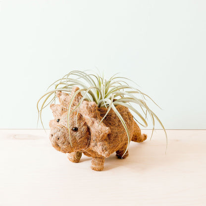 Coco Coir Animal Planter | Triceratops-LIKHÂ-RAUHA Crafts