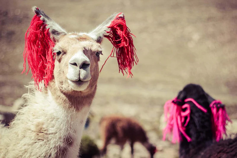 llamas-in-peru_copy_800x544_3738eb18-891a-47e5-9def-b4c3ccb022a8